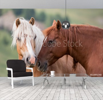 Picture of Horses couple portrait South Tyrol Italy